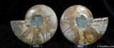 Huge Inch Split Ammonite Pair #591-2